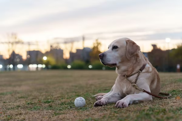 ホームベース付近に立つ家族と犬のイメージで、大谷翔平ファミリー財団のロゴコンセプトを表現した写真